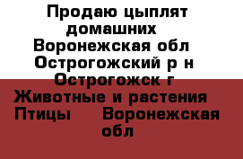 Продаю цыплят домашних - Воронежская обл., Острогожский р-н, Острогожск г. Животные и растения » Птицы   . Воронежская обл.